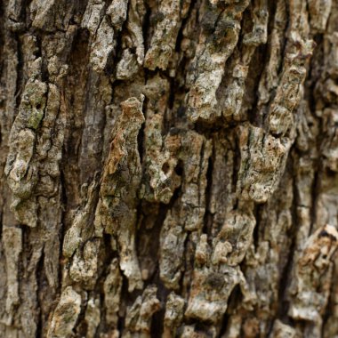 Bir zeytin ağacının kabuğunun makro fotoğrafı