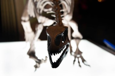 Leonerasaurus Dinozor İskeleti Ekranda