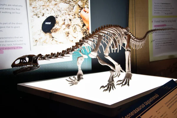 stock image Leonerasaurus Dinosaur Skeleton on Display