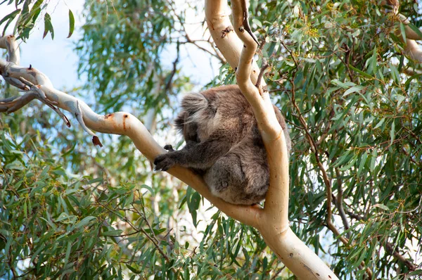 Wild Koala Kangaroo Island —  Fotos de Stock