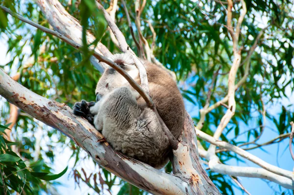 Wild Koala Kangaroo Island — Stock Photo, Image