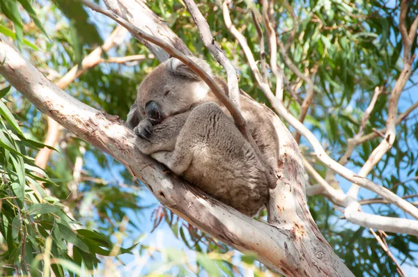 Wild Koala Kænguruøen - Stock-foto
