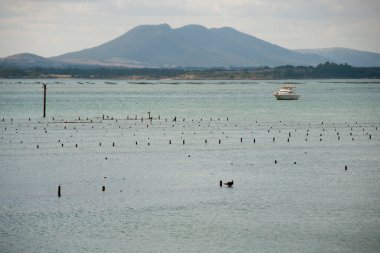 Oyster Traps - Coffin Bay - Australia clipart