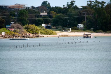 İstiridye Tuzakları - Tabut Koyu - Avustralya