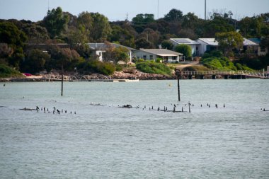 İstiridye Tuzakları - Tabut Koyu - Avustralya