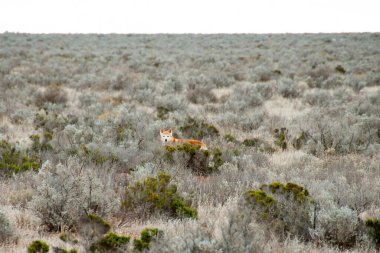Nullarbor 'da Vahşi Dingo - Avustralya