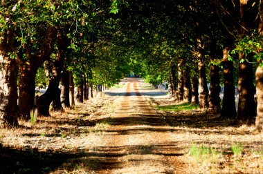 Tree Avenue - Batı Avustralya