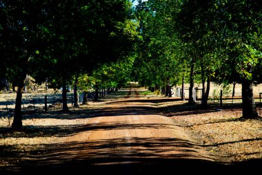 Tree Avenue - Batı Avustralya