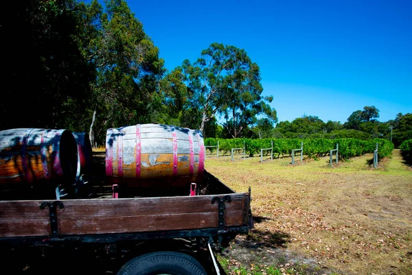 Vineyard Margaret River Ausztrália — Stock Fotó