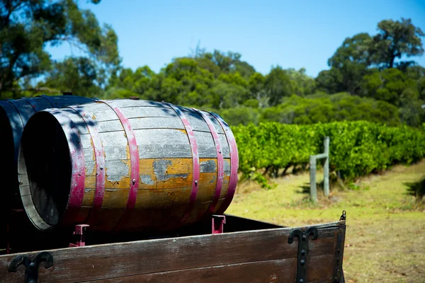 Виноградник Река Маргарет Австралия — стоковое фото