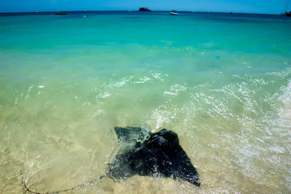 Sting Rays Hamelin Bay Australia — Stock Photo, Image