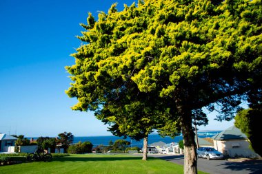 Castlewellan Leyland Cypress Ağacı 'nın Olgun Örneği