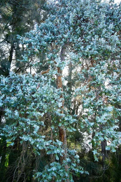 Árvore Maçã Argyle Parque — Fotografia de Stock