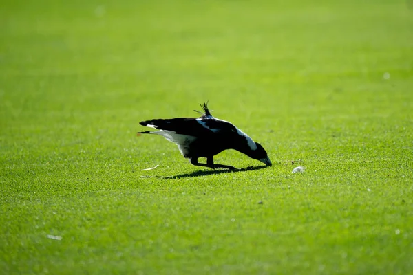 Australian Magpie Grass — Stock Photo, Image