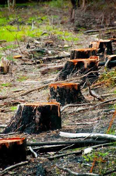 Αποκόμματα Δέντρων Αποψίλωση Των Δασών Στο Δάσος — Φωτογραφία Αρχείου
