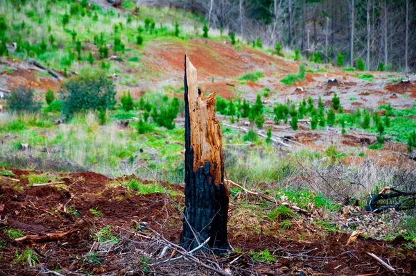 Tocones Árboles Deforestación Bosque —  Fotos de Stock