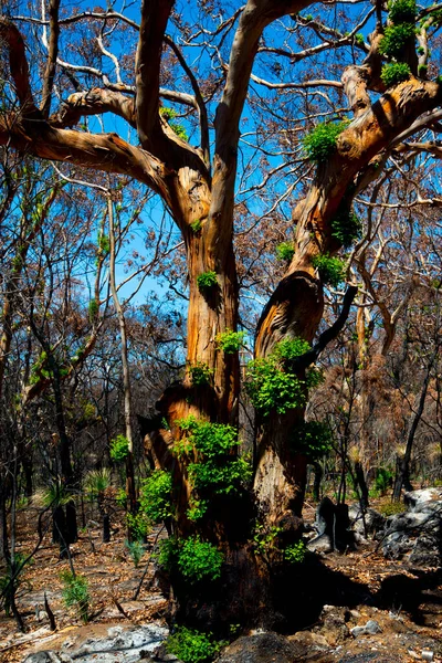 Bush Foresta Incendio Crescita Rigenerazione — Foto Stock