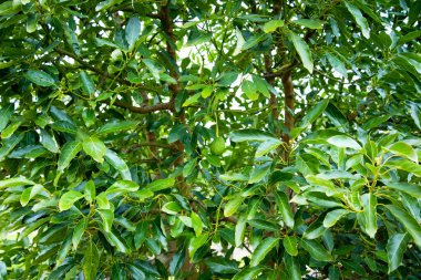Organic Avocado Plantation - Western Australia