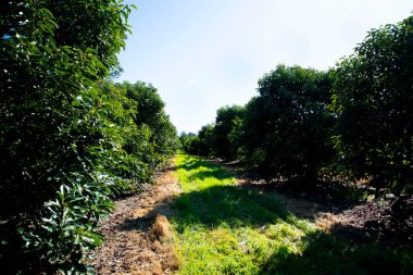 Organic Avocado Plantation - Western Australia