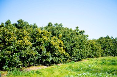 Organic Avocado Plantation - Western Australia