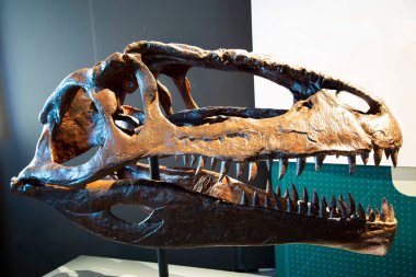 Giganotosaurus Dinozor Kafatası Ekranda