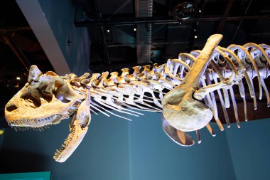 Ekranda Carnotaurus Dinozor İskeleti