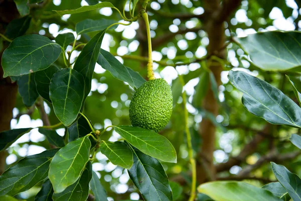 Organic Avocado Plantation - Western Australia