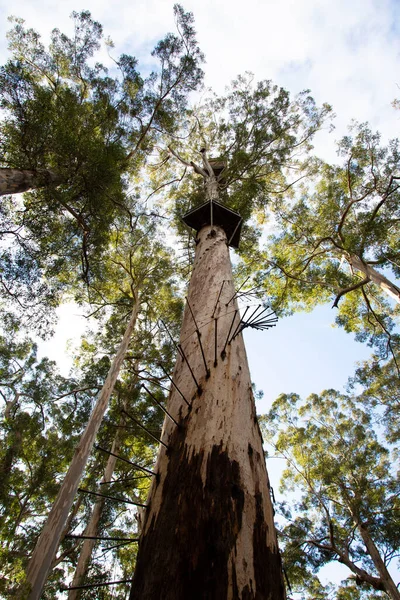 Dave Evans Bicentennial Tree West Australië — Stockfoto