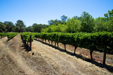 Shiraz Vineyard - Margaret River - Batı Avustralya