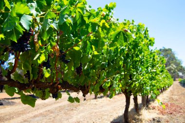Shiraz Vineyard - Margaret River - Batı Avustralya