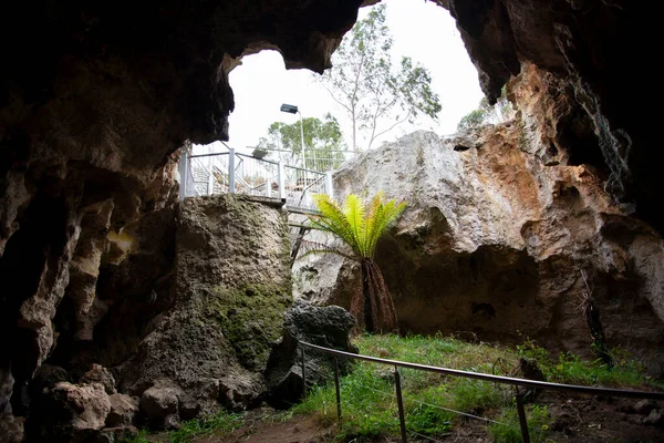 Cueva Tomate Palo Naracoorte Australia —  Fotos de Stock