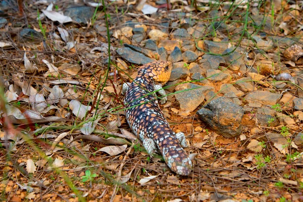Shingleback Bobtail Lizard 西澳大利亚 — 图库照片