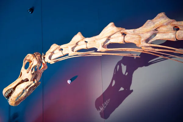 Patagotitan Dinosaur Skelet Zien — Stockfoto