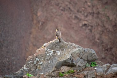 Vezüv Dağı 'nda Peregrine Falcon
