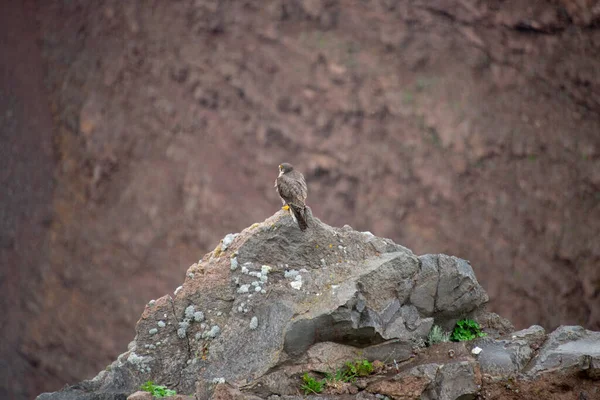 Falco Pellegrino Sul Vesuvio — Foto Stock