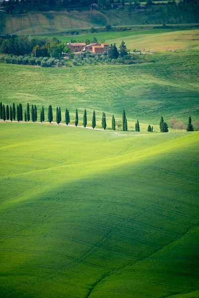 Cypressweg Toscane Italië — Stockfoto