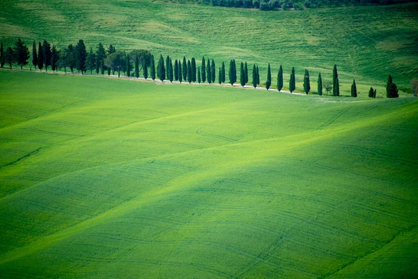 Cypress Road Toscana Italien — Stockfoto