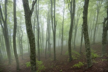 Maiella Ulusal Parkı 'ndaki Sisli Orman - İtalya