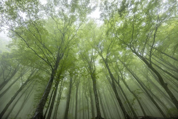 Foggy Forest Στο Εθνικό Πάρκο Maiella Ιταλία — Φωτογραφία Αρχείου