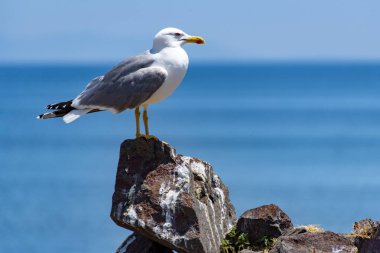 Audouin 's Gull in Nora Lagoon - Sardinya - İtalya