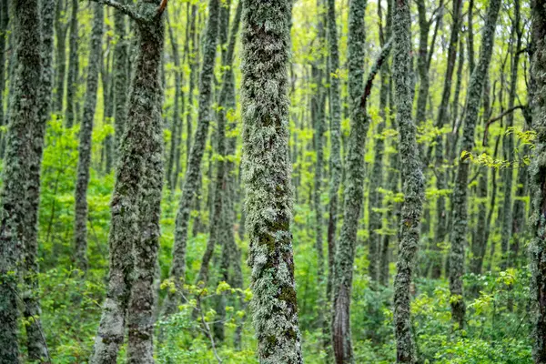Gelibolu Konyağı Bölgesel Parkı Talya — Stok fotoğraf