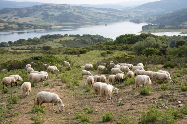 Sardunya 'da Koyun Çayırı - İtalya