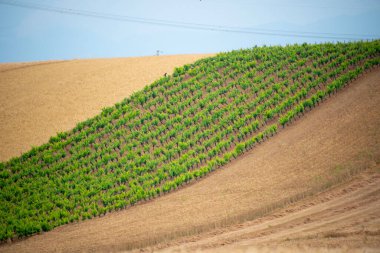 Sardinya 'daki Vermentino Vineyard - İtalya