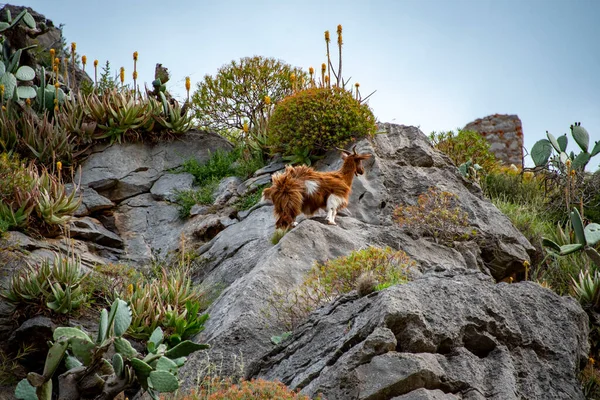 Uçurumdaki Dağ Keçisi