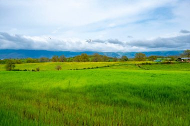 Lazio 'daki Tarım Alanları - İtalya