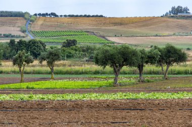 Güney Sardunya 'daki Tarım Tarlaları - İtalya