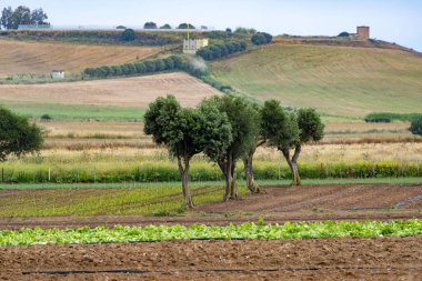 Güney Sardunya 'daki Tarım Tarlaları - İtalya