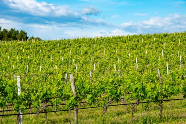 Aglianico Kırmızı Üzüm Bağı, Basilicata - İtalya