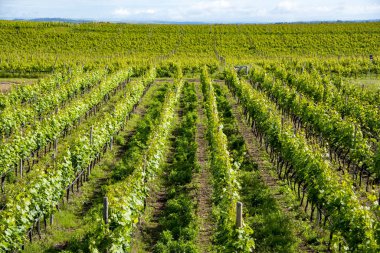 Aglianico Kırmızı Üzüm Bağı, Basilicata - İtalya