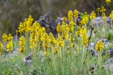 Kralın Mızrak Bitkisi (Asphodeline Lutea)